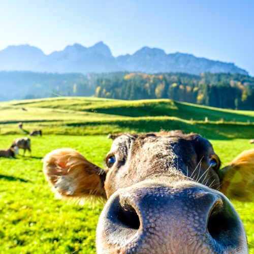 Les Vaches Au Pré