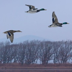 חורף שובר שיאים: מה קורה בסביבה?