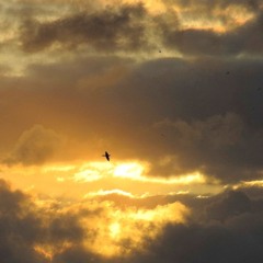 Blowin - 27 Oct 2024