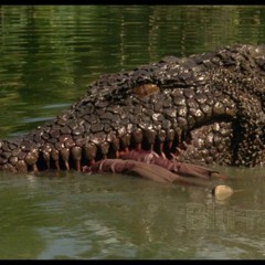 Croc Zombies [TPCSC272]