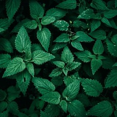 860 (Hypnotic House Demo 001)