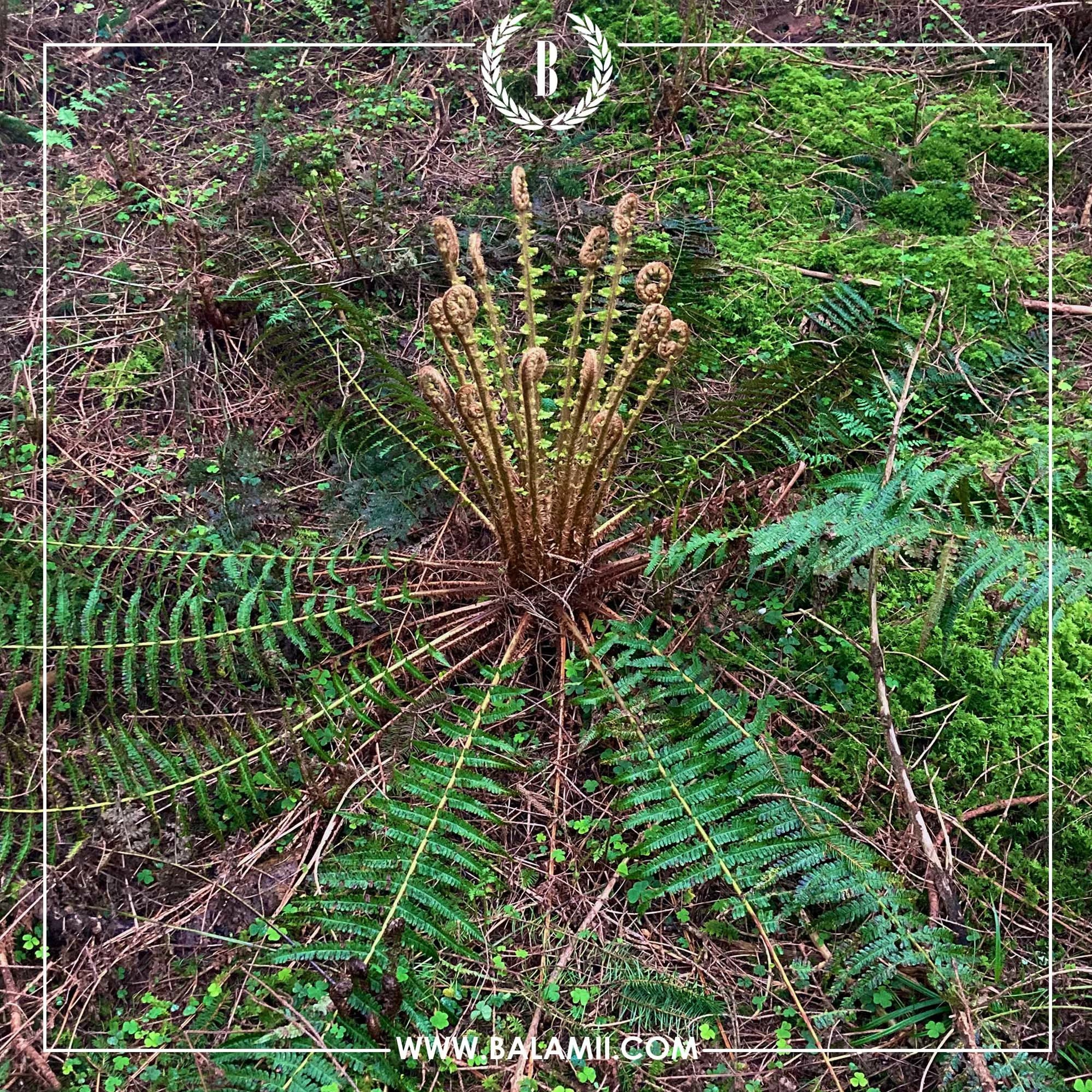 Biorhythms w/ Cat - April 2024 episode artwork