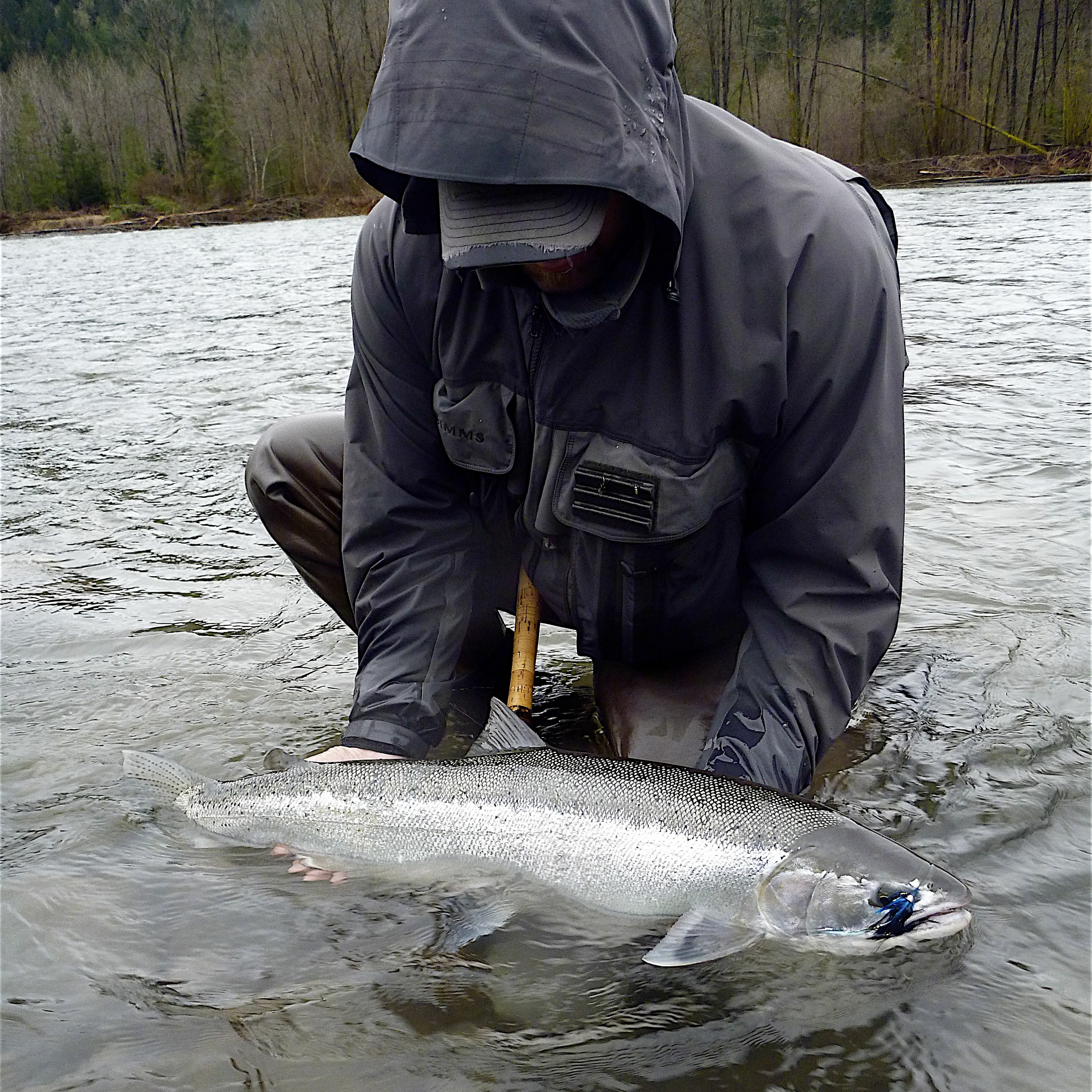 Steelhead rebound: Once at risk of extinction, Oregon's iconic fish has biggest year in two decades