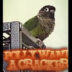 Polly Want A Cracker Official Music Video Dusty Douglas
