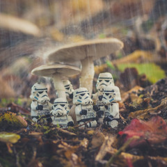Mushroom Breaks 3
