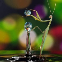 Praying & Playing Mantis, electronic prog rock*