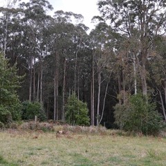 Morning Forest Birdcalls Callicoma Hill - Jan Fallding
