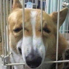 Lieblingssachen Freestyle