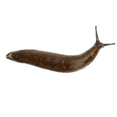 slug mix V2