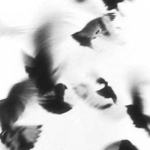 " ياحمُامه لو دريتي بشي فالضمير"