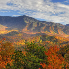 To The Fall