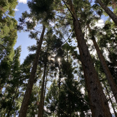 LoFi / Chill beat(816391)