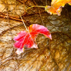 EL PAJARO MARAVILLOSO (2018)