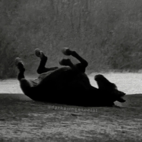 тёмный принц - Instrumental (MILINTANTUM)