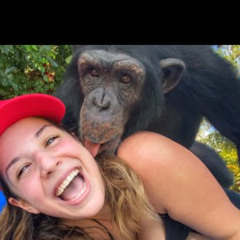 CHIMP PIMP