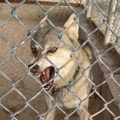 ‎⁨هددوني بذيب فالجبل والذيب فتاك 🐺⁩