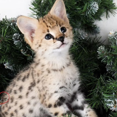 Spikecat - Soggmas VIP