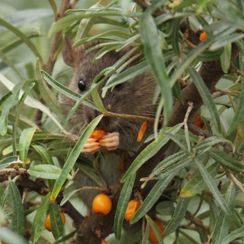 ubq feat. bdj - Pavlik Lemtybozh