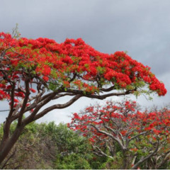 African Flame