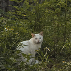Makalimutin