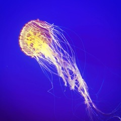 Saturday Afternoon Live