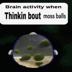 moss balls