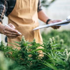 VIP36 - ein neues Cannabinoid in der Schmerzmedizin
