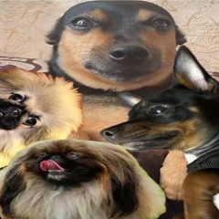 Kind Dog Rap(feat.Roman Kakadii)