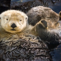 Boring Love - Musical Theatre (Solo + Piano)