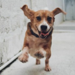 Honeybee (The Head and the Heart)- Orchestral version