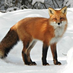 red fox