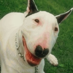 Terriers (8.29.20)