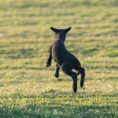 The Hop
