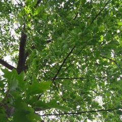 Green Noise - 22/06/06 - Red Oak (Quercus Rubra)