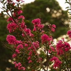 Yupo - Midnight Summers