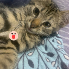 October - November samples