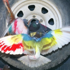 Feathers - i acc like the 2nd drop better