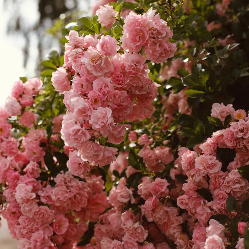 Wild Roses
