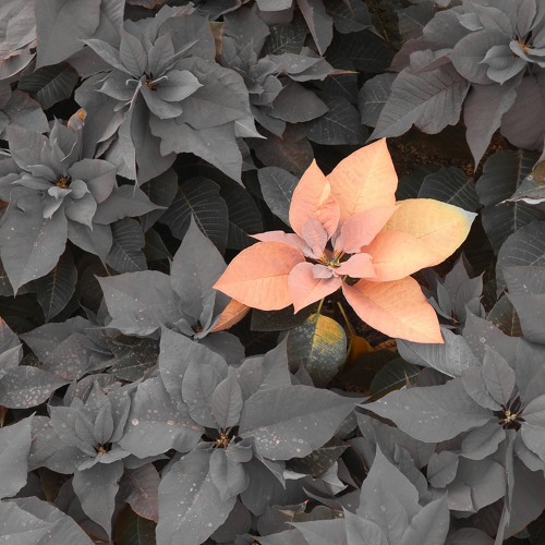 Ashes of Poinsettias
