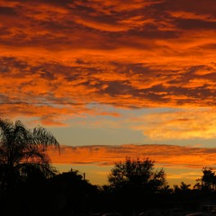 Morning Glory