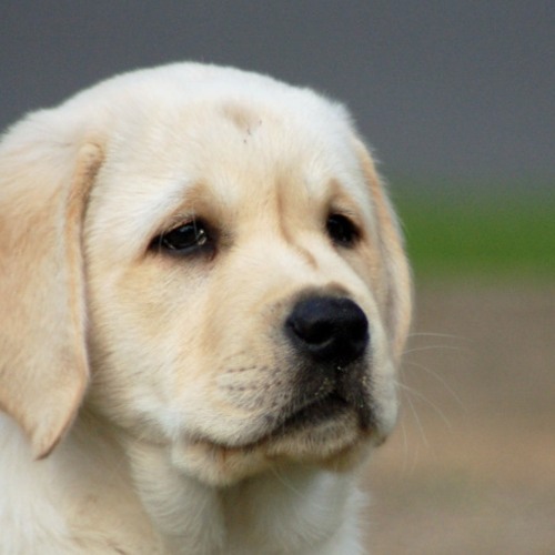 moodybluezzzz x akoge - feel like ye [prod.sk3tch]