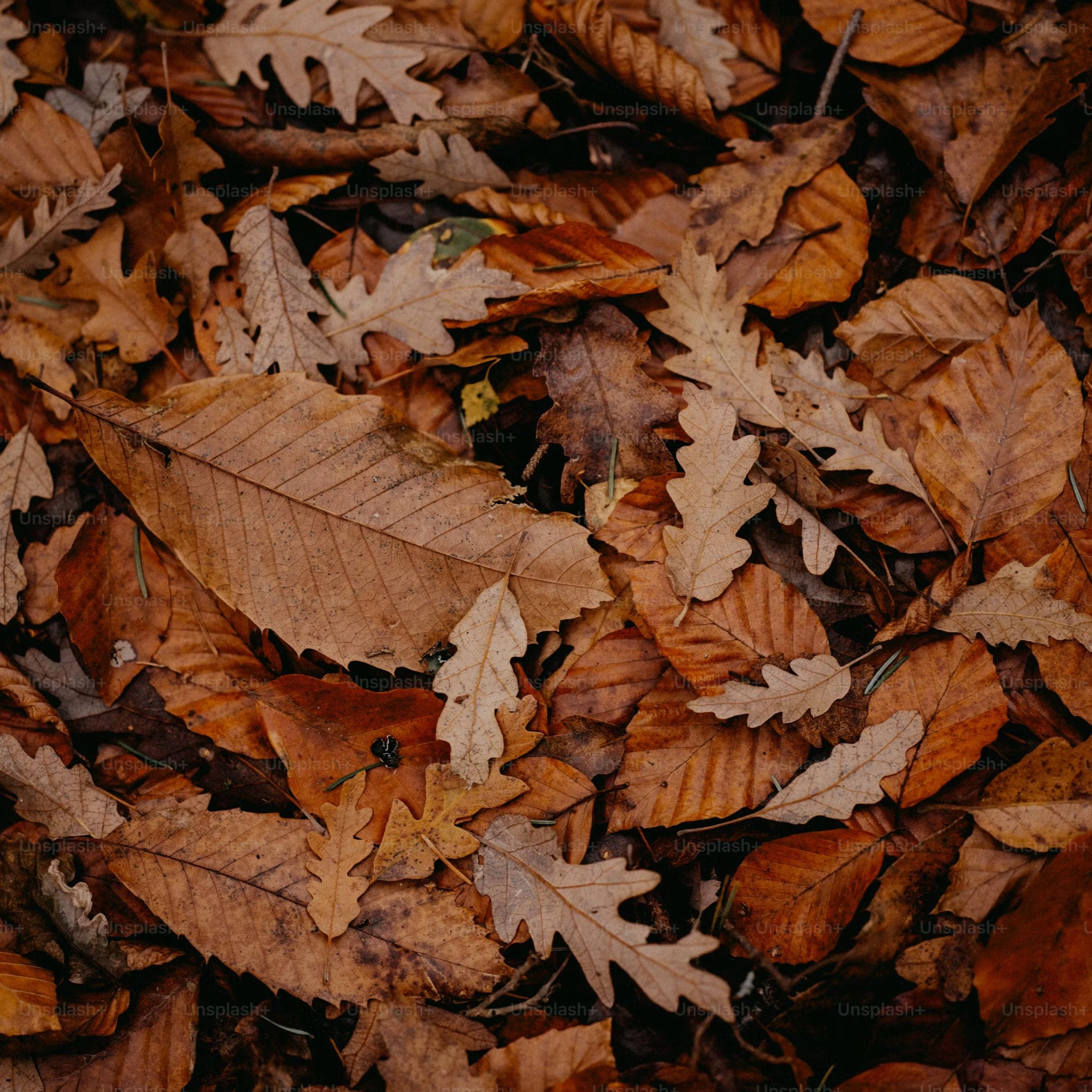 All the Leaves episode artwork
