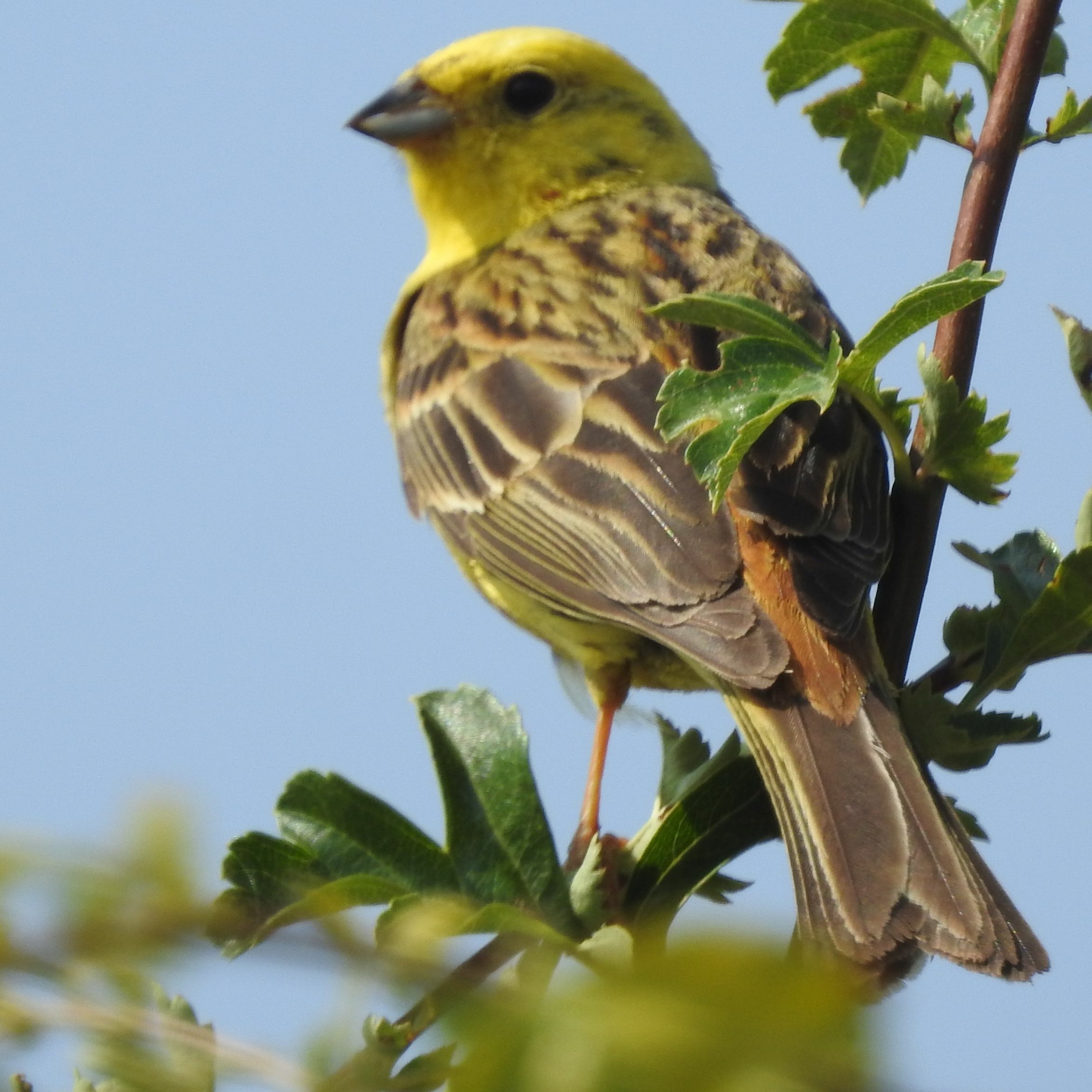 2020 BIRD SOUNDS FROM THE FIELD 4 - YELLOWHAMMER SONG episode artwork