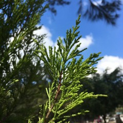 Fuck, I'm Lonely - Lauv