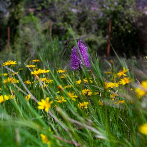 Orchid (Free Download) (Demo)