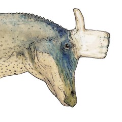 Zebra bananza theme/Donkey Kong Bananza OST