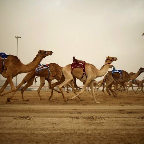 The First Camel - Part II