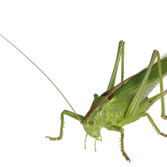 Great Green Bush-Cricket at my porch