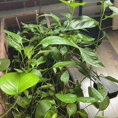 Av Du Parc 72 - Nevada Subzero