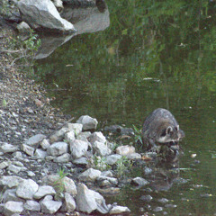 Where does all the Sorrow go?